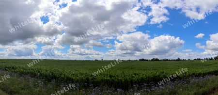 Beautiful high resolution panorama of a landscape with fields and green grass found in Denmark and Germany