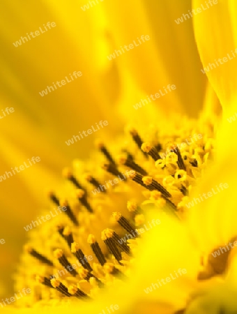 Sonnenblume 1 