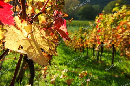 buntes Weinlaub