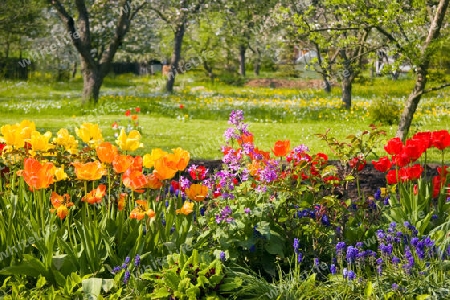 Blumen vor Streuobstgarten