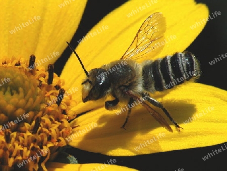 Bee