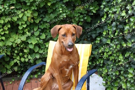 Rhodesian Ridgeback Wo bleibt der Kuchen ?