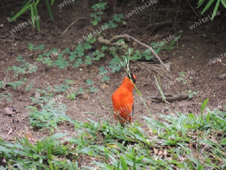 Vogel  Madagascar Cardinal  Seychellen