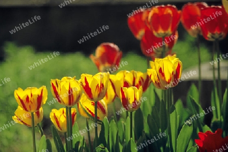 Tulpen