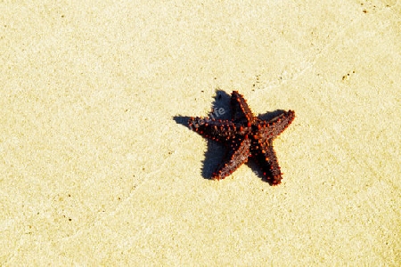 Seestern am Strand