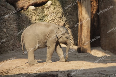 Baby Elefant