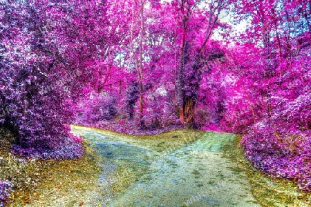 Beautiful pink and purple infrared panorama of a countryside landscape with a blue sky.