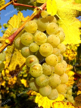 Rieslingtraube