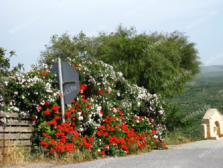 Geranien und Rosen am Strassenrand