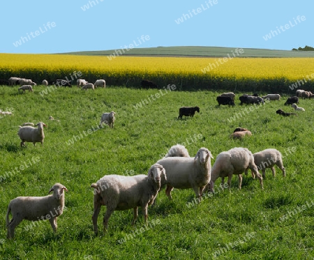 Schafe auf saftiger Wiese mit Rapsfeld