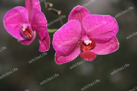 Lila Orchidee 1