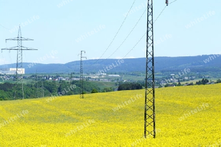 Energie im Rapsfeld