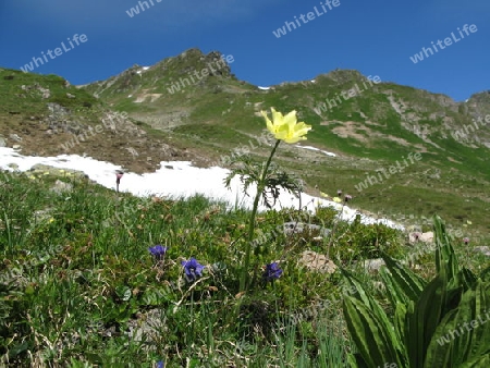 Alpine summer