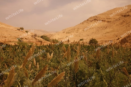 the Landscape near the City of Salt in Jordan in the middle east.