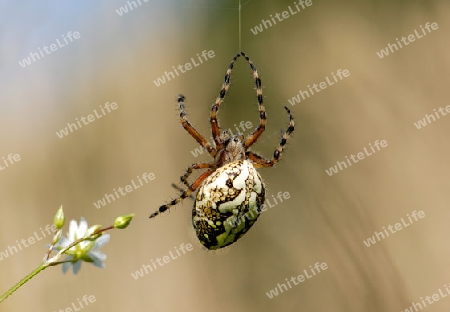 Eichblatt-Radnetzspinne