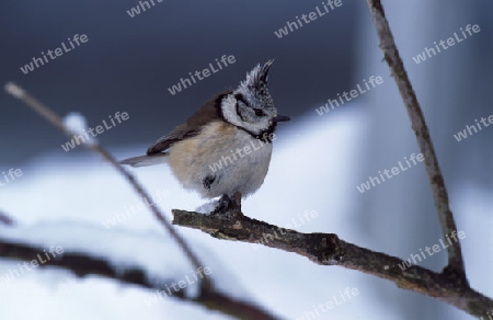 Haubenmeise (Lophophanes cristatus)