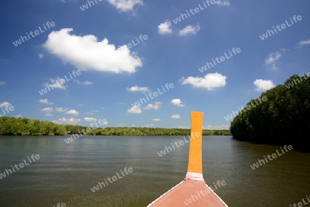 The mangroves at a lagoon near the City of Krabi on the Andaman Sea in the south of Thailand. 