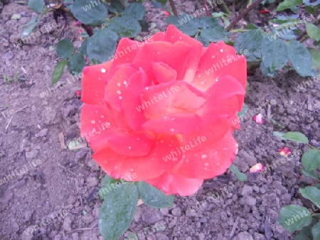 Rose mit Tautropfen