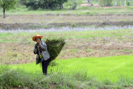 Reisfelder und Landwirtschaft in der Provinz Amnat Charoen nordwestlich von Ubon Ratchathani im nordosten von Thailand in Suedostasien.