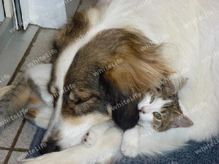 Hund und Katze