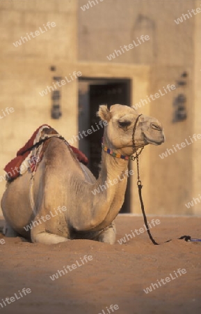 a camel in the city of Dubai in the Arab Emirates in the Gulf of Arabia.