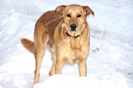 Mischling im Schnee