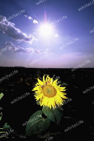 Sonnenblume