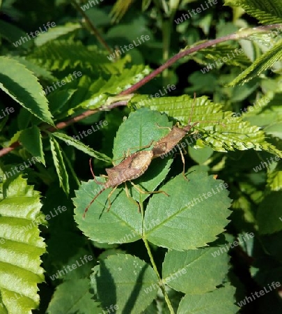 Braune Stinkwanzen, kopulierend III