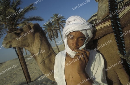 Beduine mit Kamel in der Wueste von Douz im Sueden von Tunesien in Nordafrika.