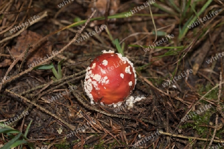 Fliegenpilz frisch aus dem Boden gesprie?t