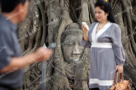 Ein in einem Baum eingeflechteter Steinkopf im Wat Phra Mahathat Tempel in der Tempelstadt Ayutthaya noerdlich von Bangkok in Thailand.