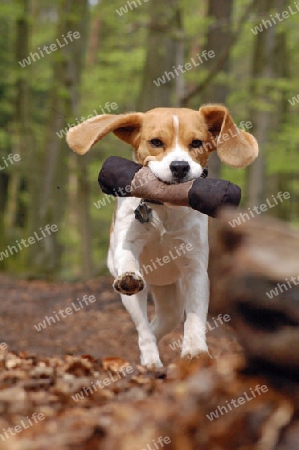 Beagle beim Apportieren