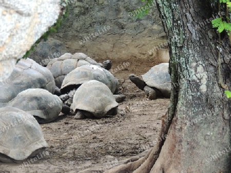 Riesenschildkr?ten  Seychellen