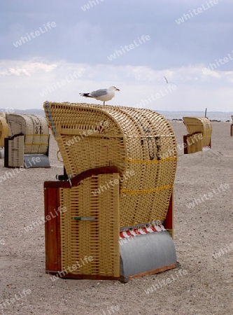 strandkorb mit m?we