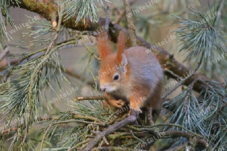 Eichh?rnchen (Sciurus vulgaris), Brandenburg, Deutschland