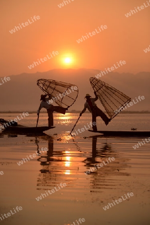 Fishermen at sunrise in the Landscape on the Inle Lake in the Shan State in the east of Myanmar in Southeastasia.