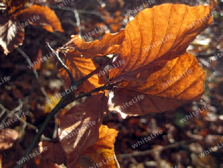 Herbstlaub