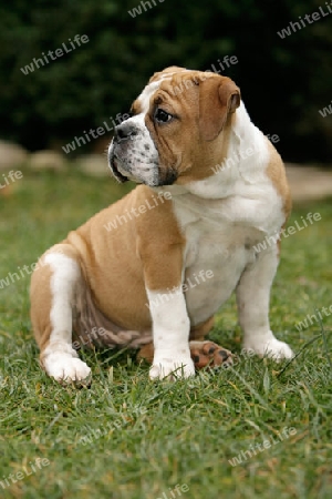 Continental Bulldog Welpe