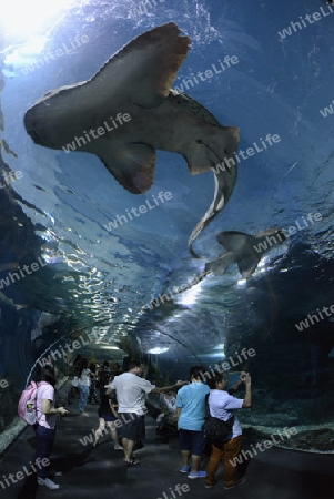 Das Siam Ocean World Aquarium in der Hauptstadt Bangkok von Thailand in Suedostasien.