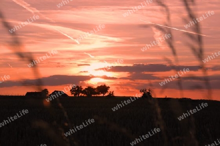 Baumsilhouette vor orangem Himmel