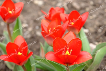 Tulipa kaufmanniana