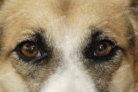 Dog eyes