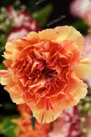 Carnation (vertical)