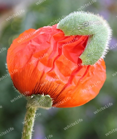 Mohn mit M?tze