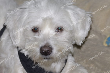 Coton de Tulear