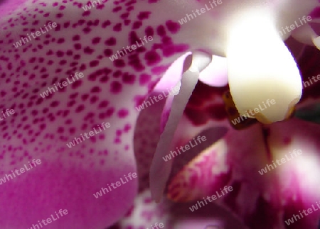 Kunstphoto 2_Orchidee