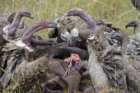 Sperbergeier (Gyps rueppellii) fressen Aas, Masai Mara, Kenia, Afrika