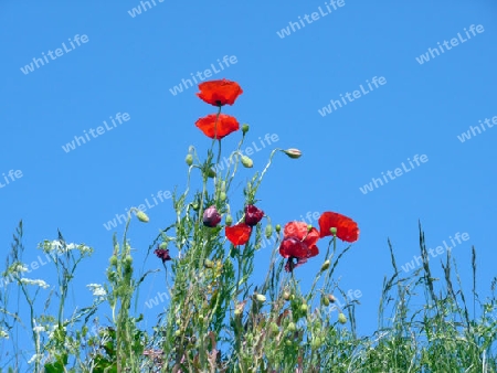 Ostsee Mohn