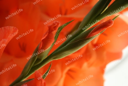 Blume, Gladiole, red gladiolus flower