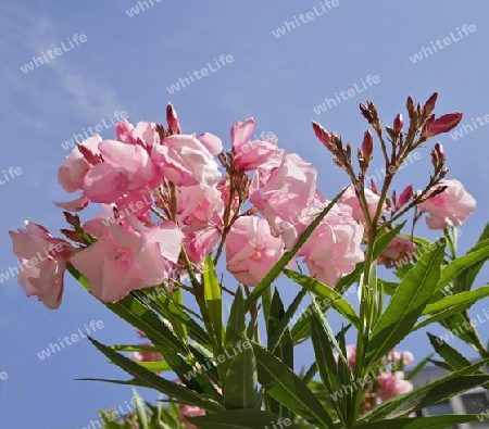 Rosa Oleander